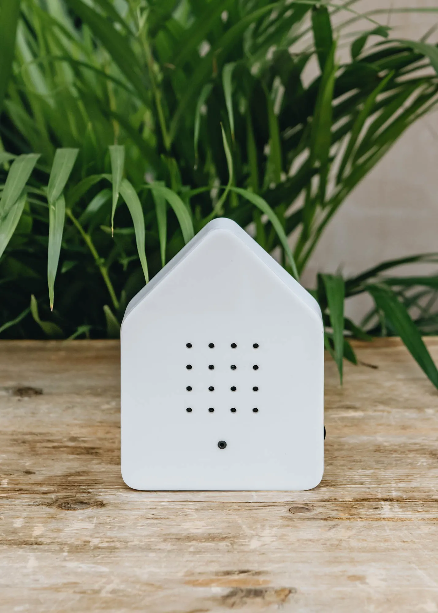 Birdsong Box in White