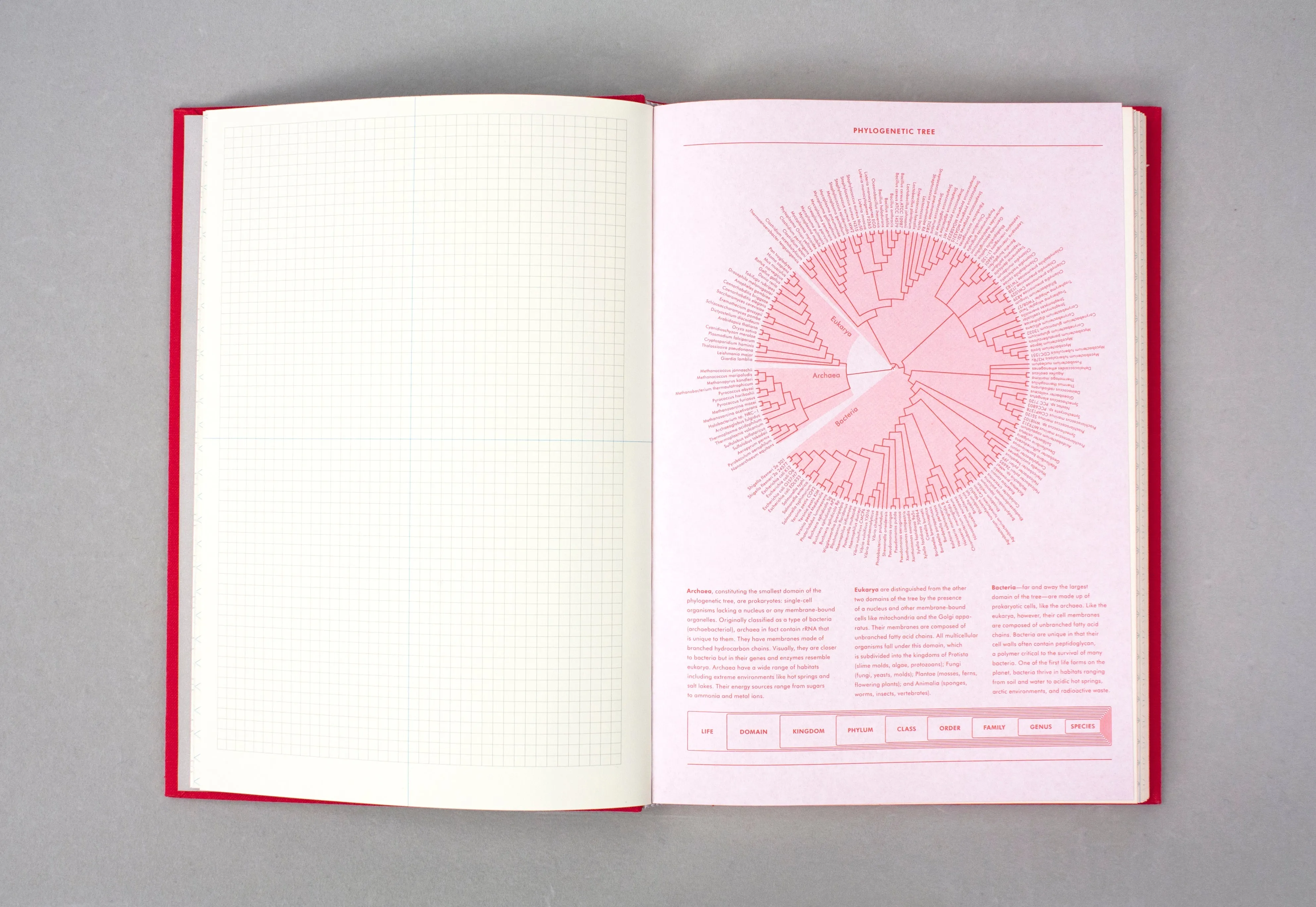 Grids & Guides (Red)