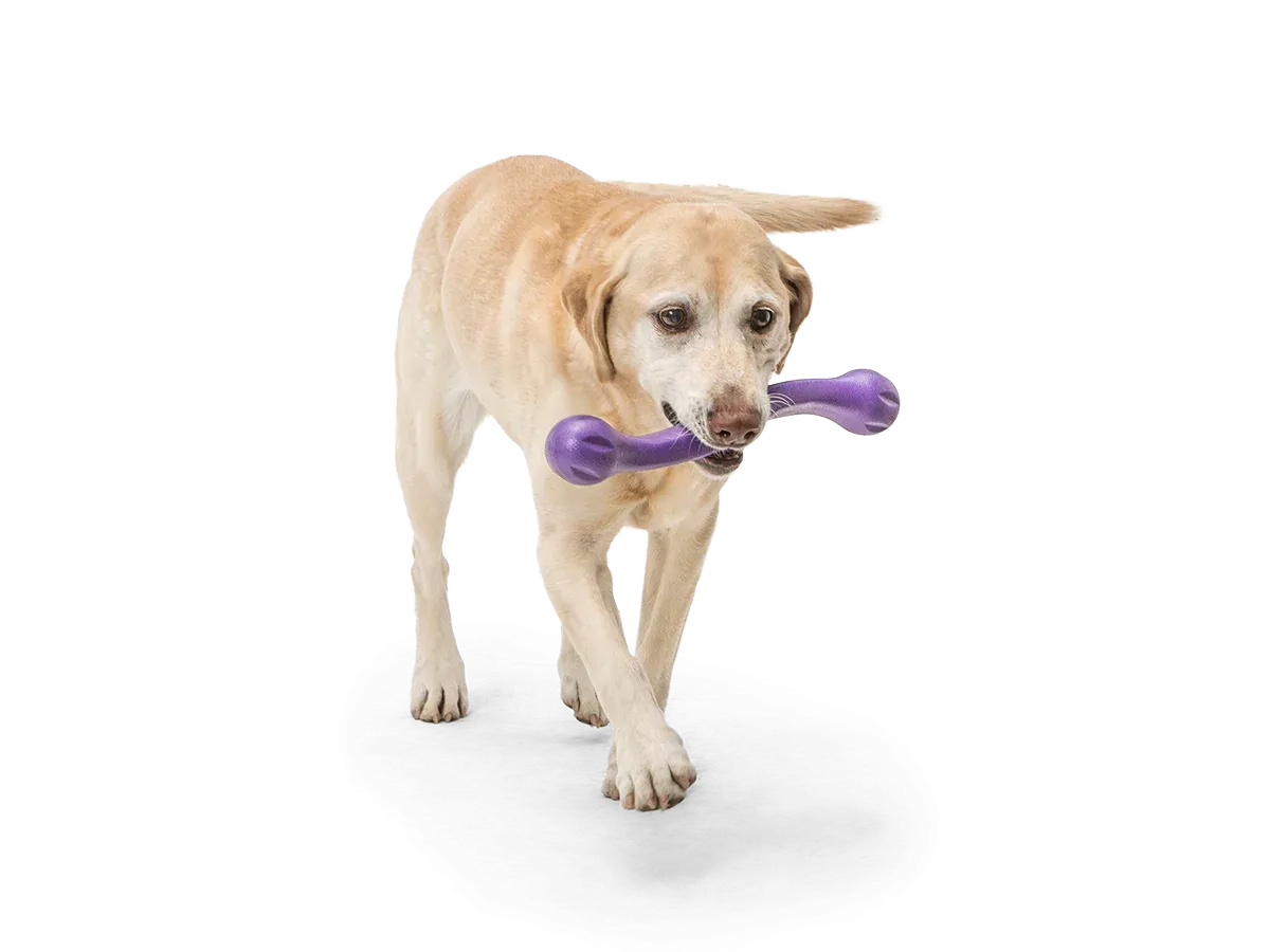 West Paw - Zwig Dog Toy